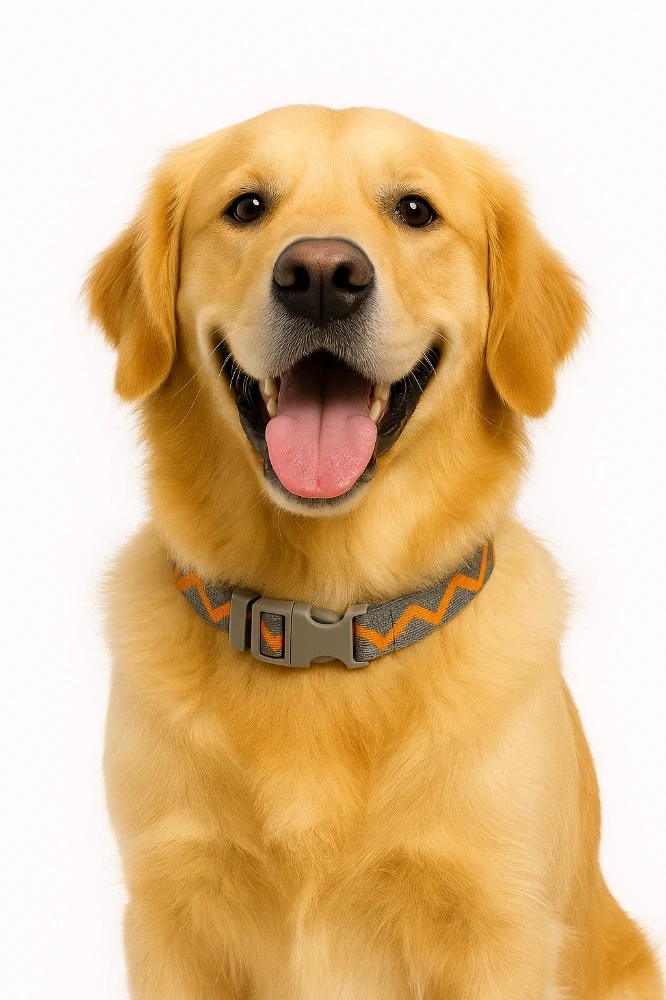 Collier réglable pour chien